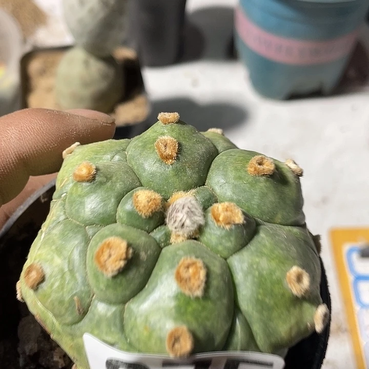 龟甲脚油都仙人球975号