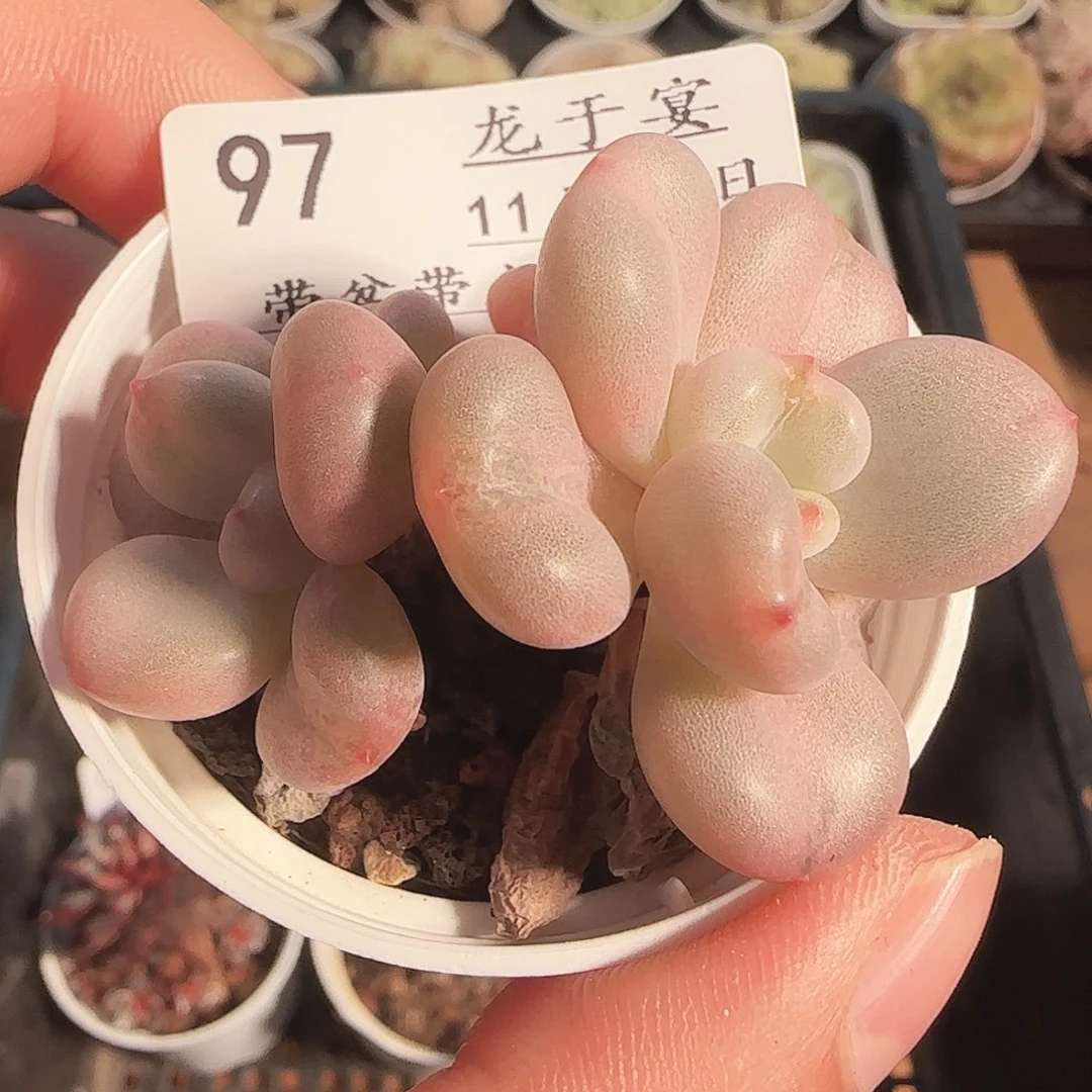 多肉1122-97比尔盖茨小老桩