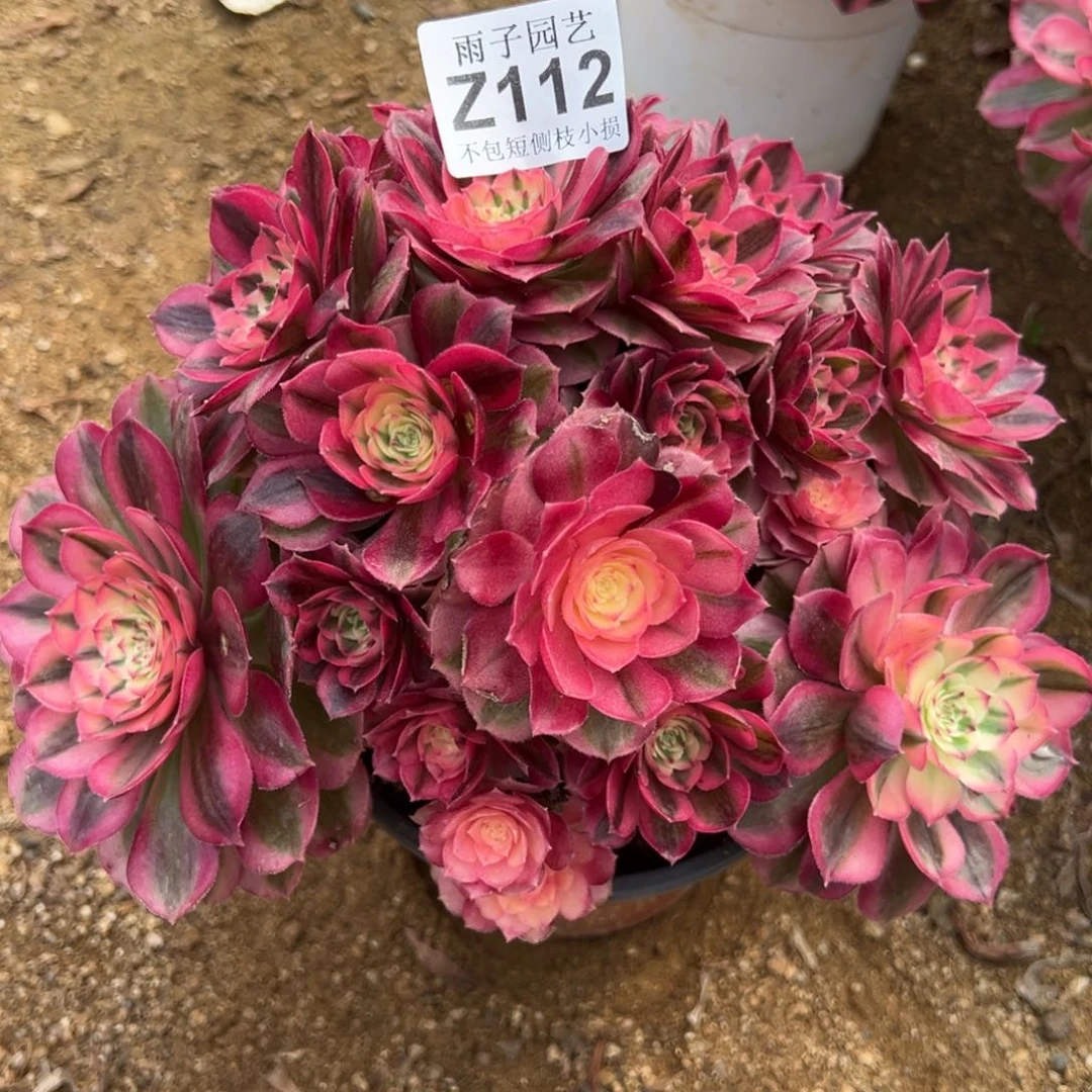 112倾城尺寸23左右