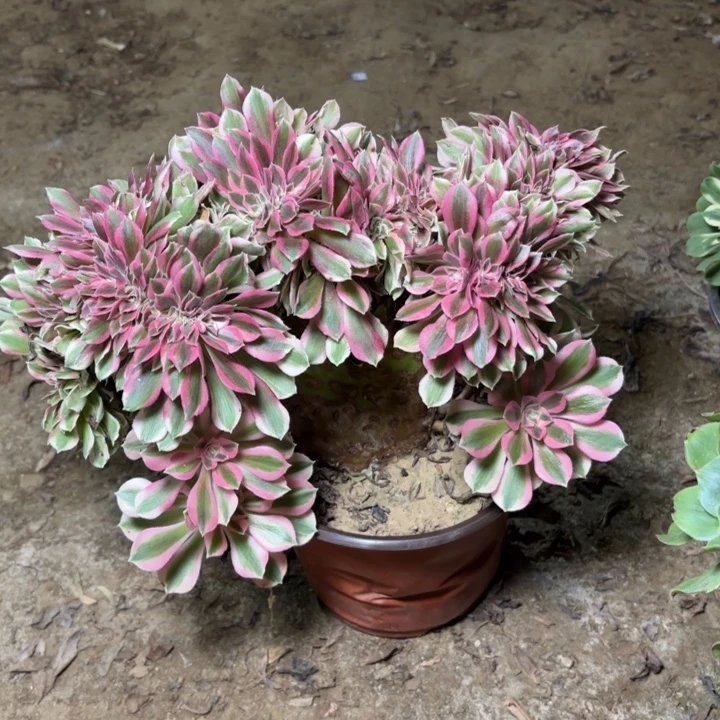 多肉植物法师女巫缀15