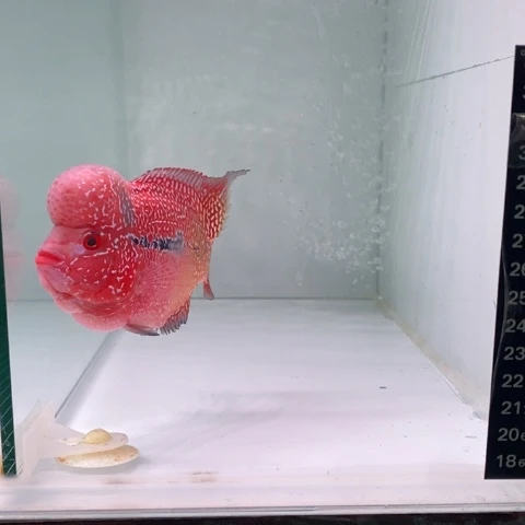 罗汉鱼鸿运罗汉一条1111