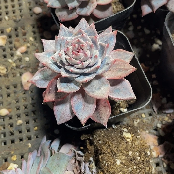 粉蓝鸟2.8带盆土