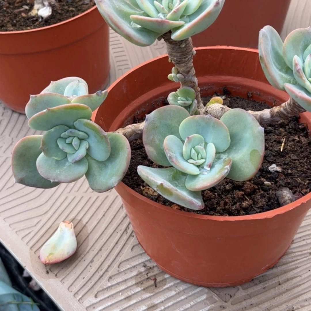 【闪购商品】无花朵S****5