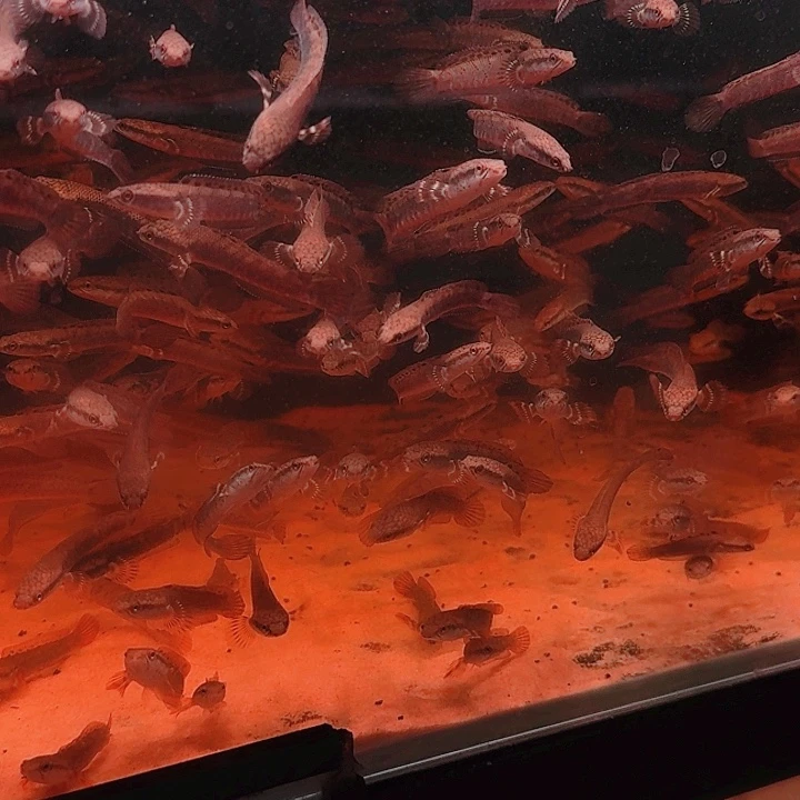 海水幻红现货秒发