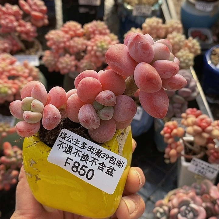 樱花洛神老桩850多肉植物