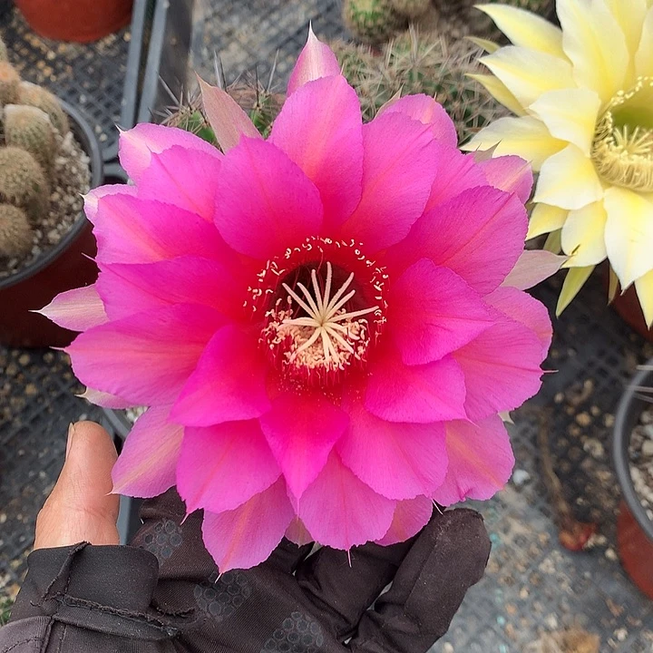 353 实生彩草带盆土发货