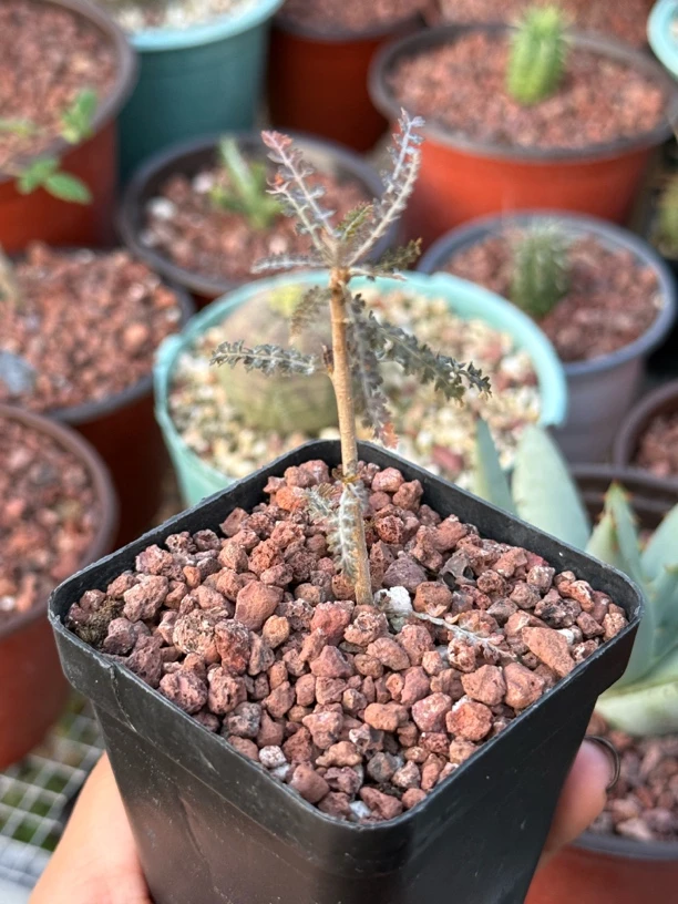 多肉植物索科特拉乳香扦插