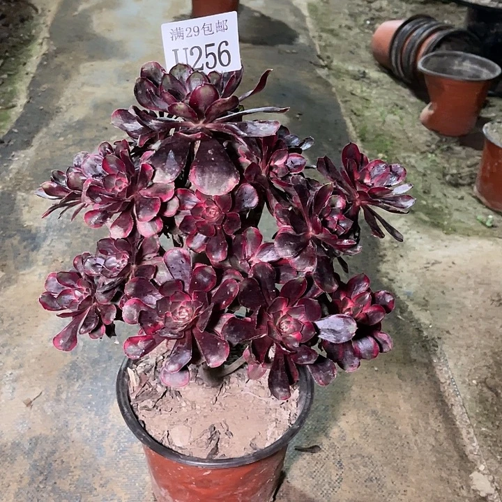 256丽娜多肉植物