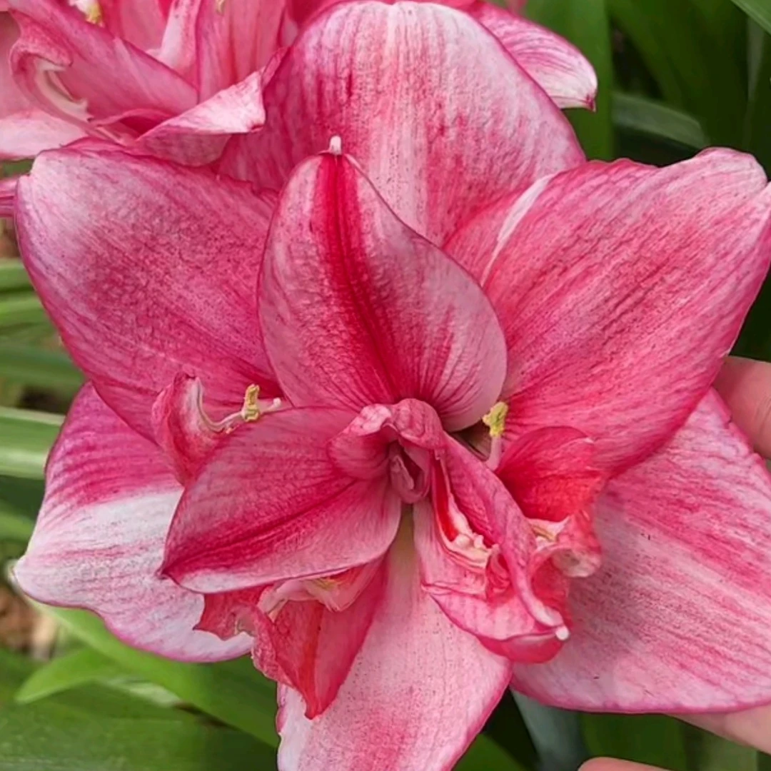 【往事如烟】球根朱顶红包对版不包养护