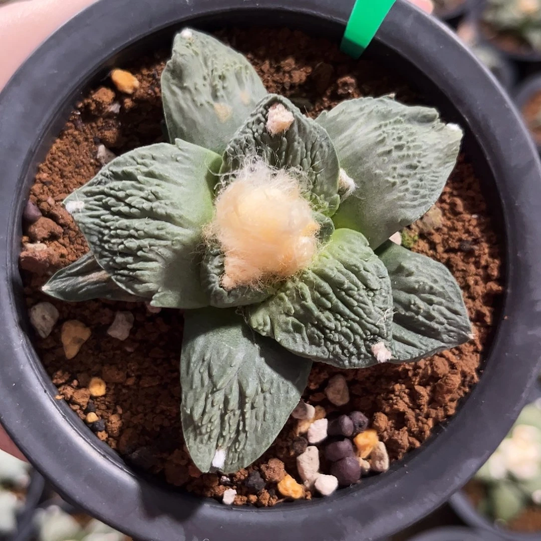 2号实生特别好的怒涛