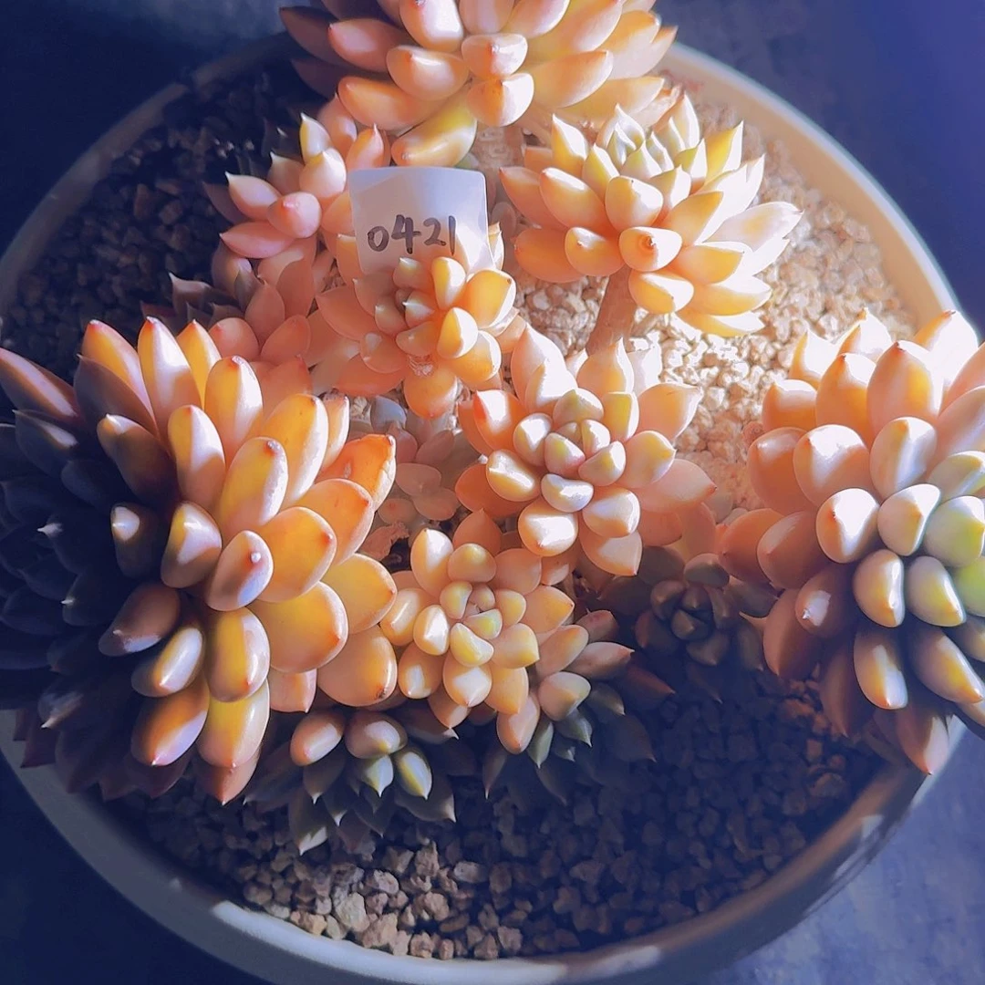 浅***光0421象牙多肉植物