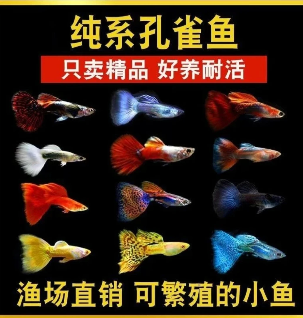 【直播间精挑】全家福 精品孔雀鱼 皮实耐养 大鱼生小鱼2.5-3cm