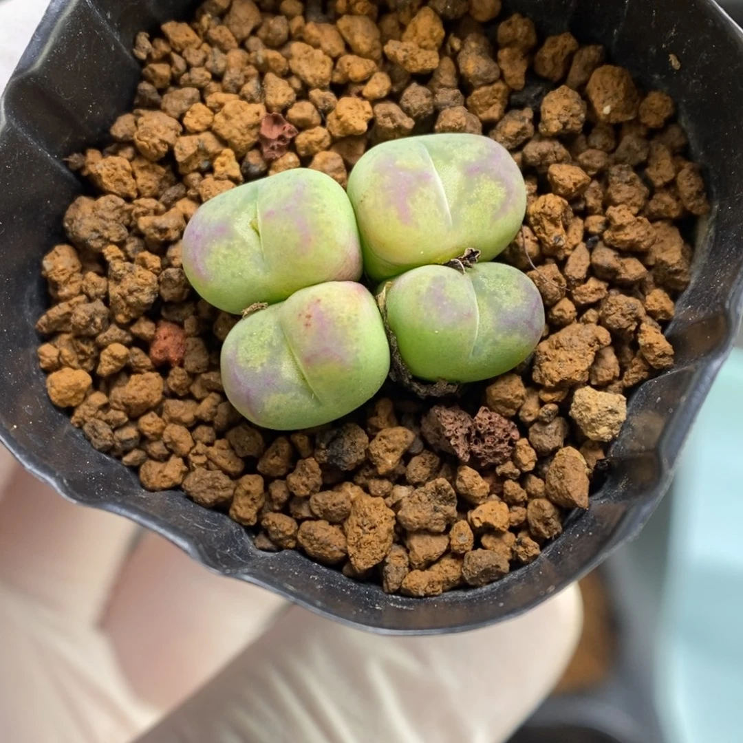 多肉植物肉锥杂交K-089 墨杂 金黄底