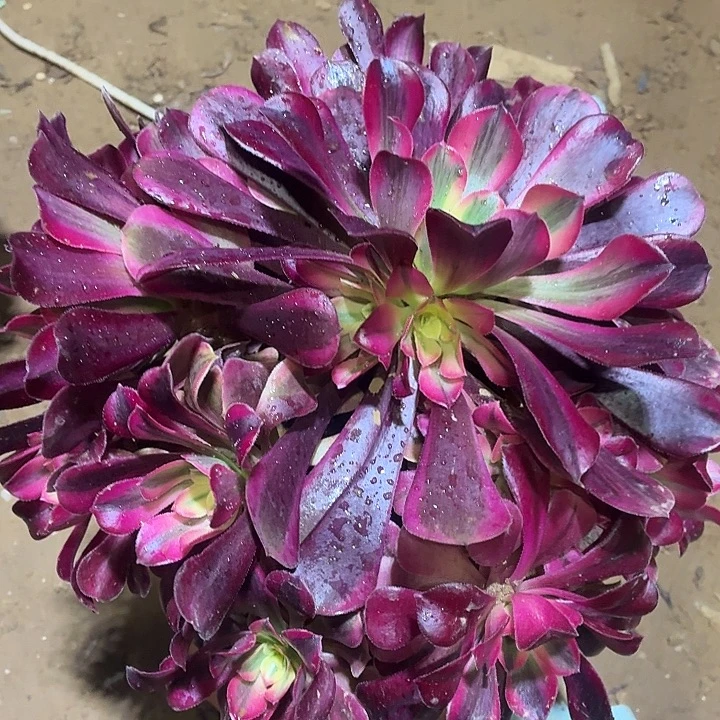 美杜莎一棵脱土15.8