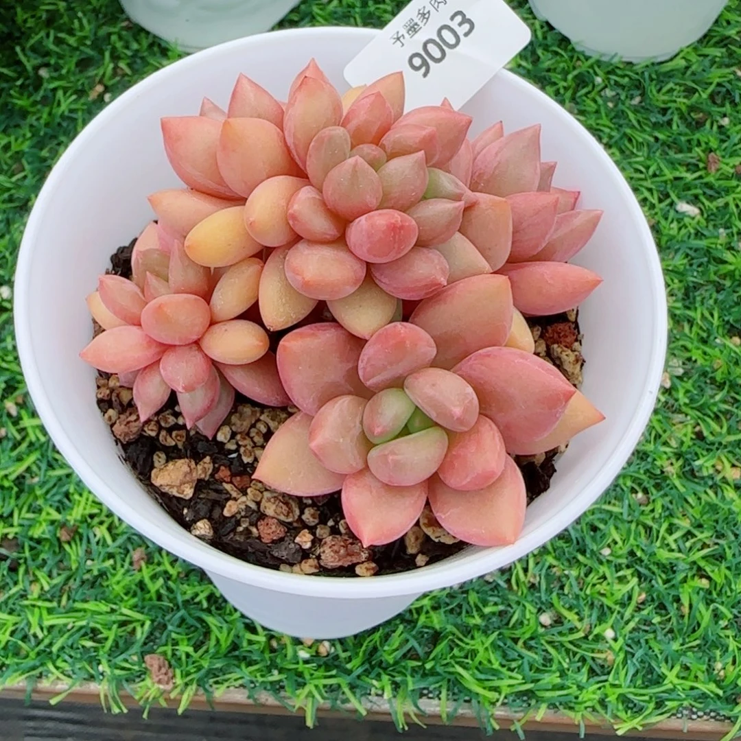 桃花源小树，9003多肉植物