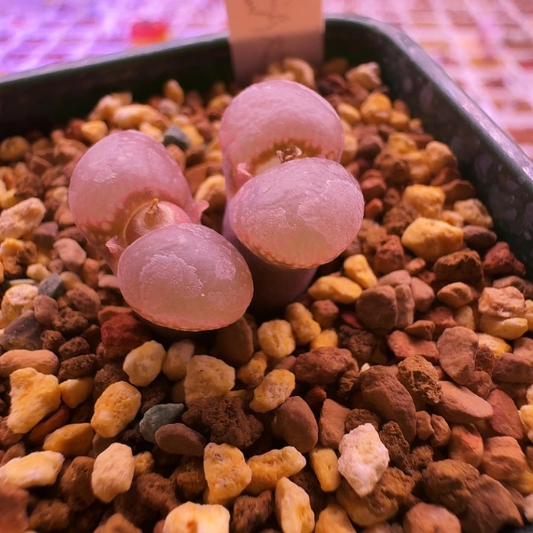 多肉植物福利风铃972