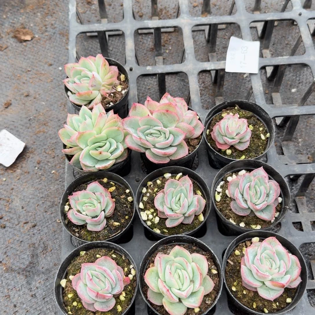 二号玫瑰褪尽量拍十棵18-68