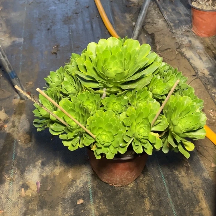 49阳光多肉多肉植物多肉多肉