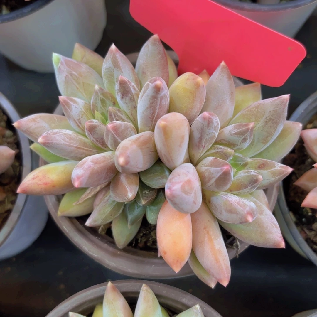 小***堡云南金致家精品多肉