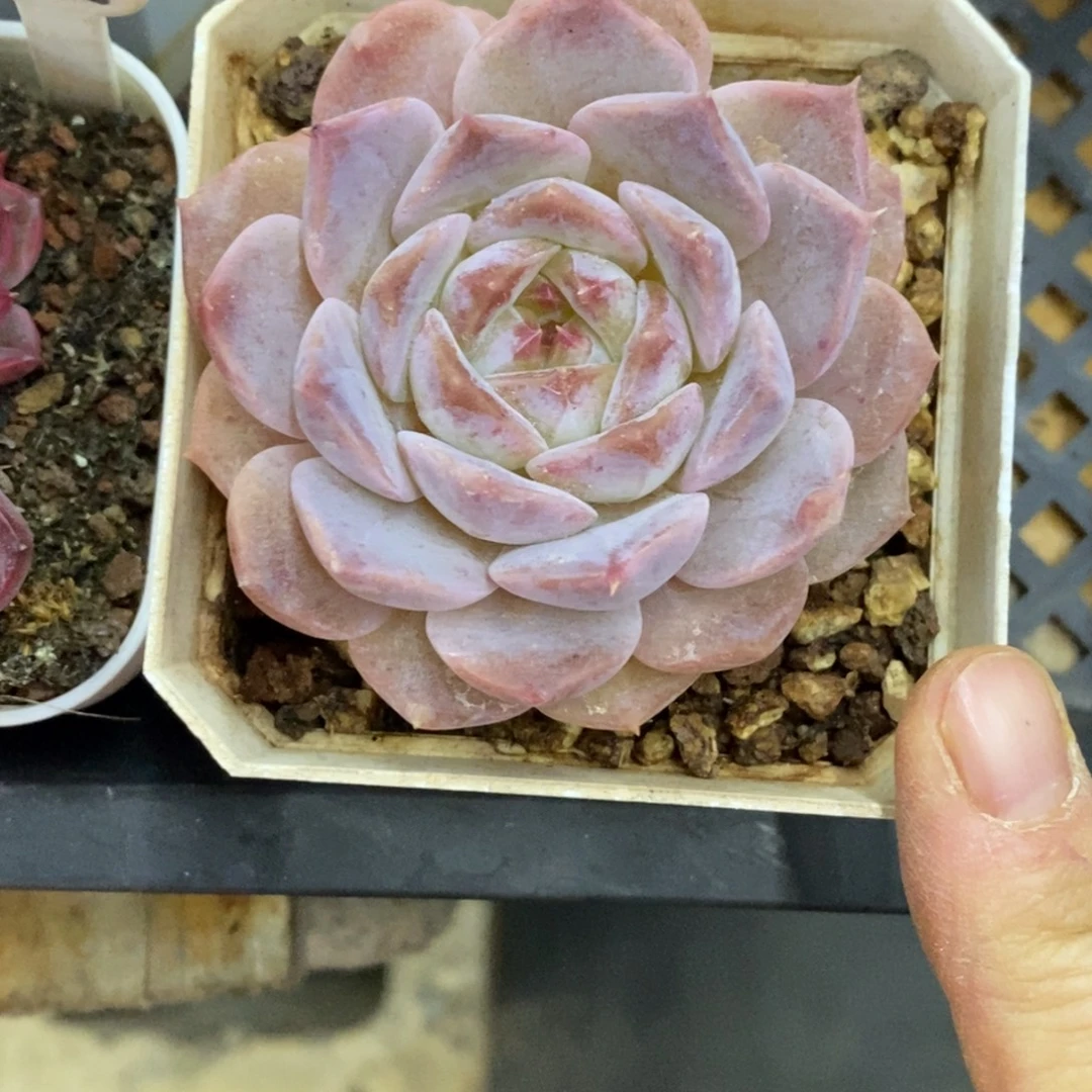 精品多肉一物一拍不包整144