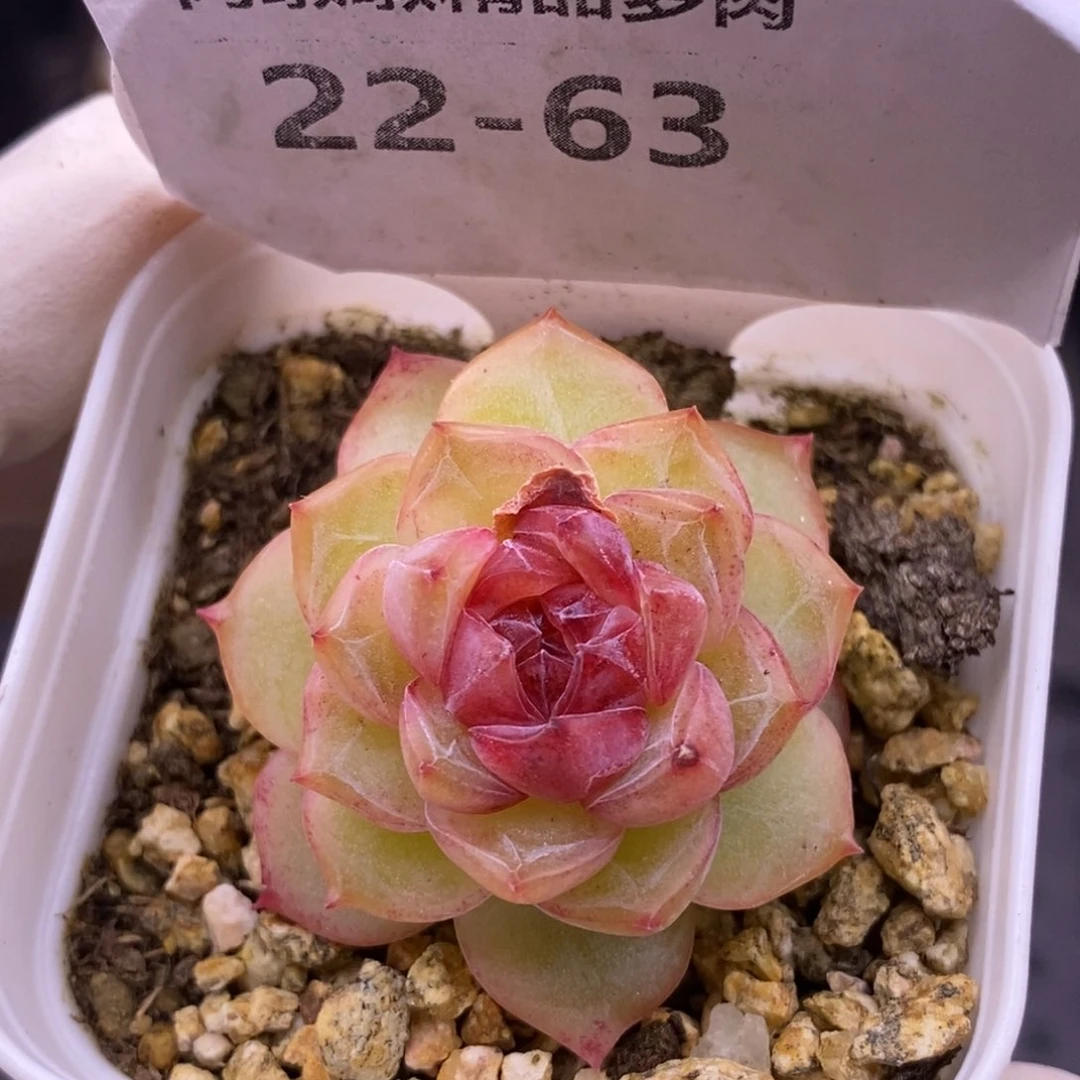 【闪购商品】22-63钻石珍妮