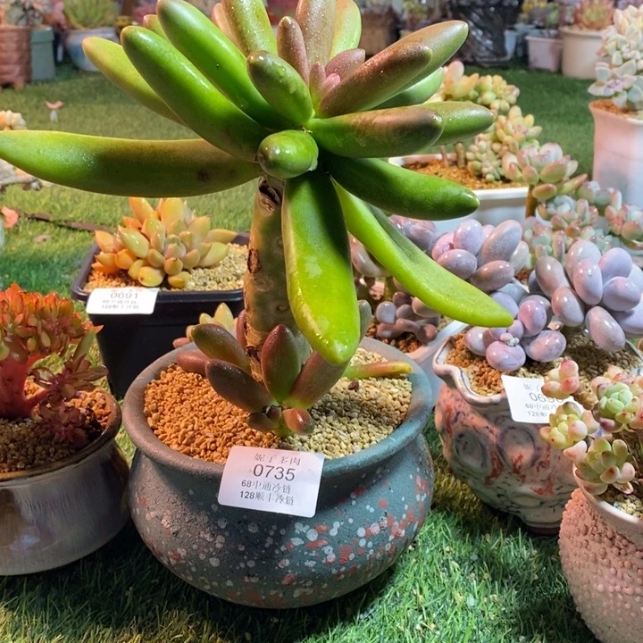 0735啊啊啊啊啊啊啊啊啊啊啊