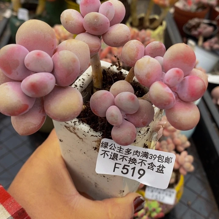 糖果桃蛋老桩519多肉植物