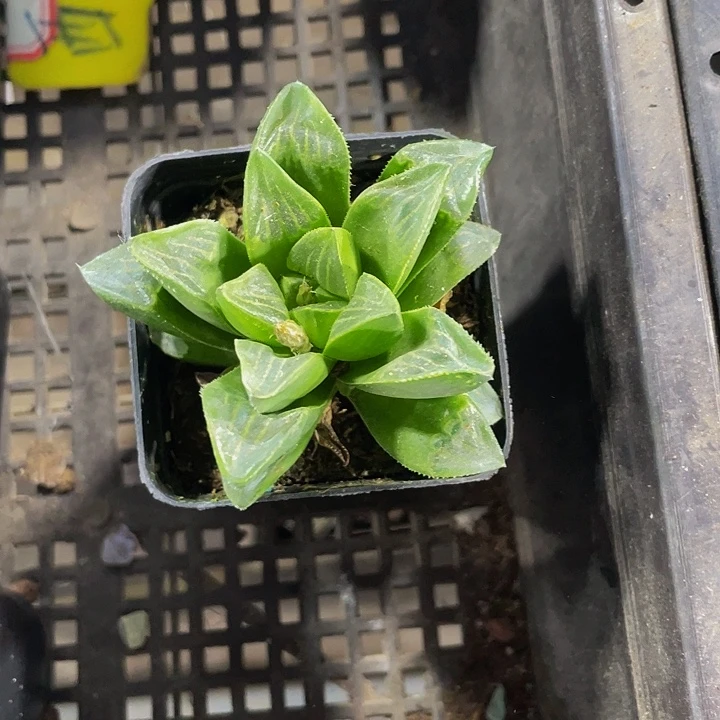 姬寿2.8带盆土发货