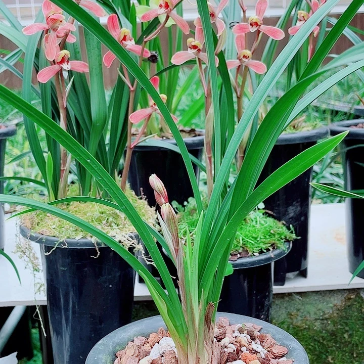 声***工完全开放一物一漂亮