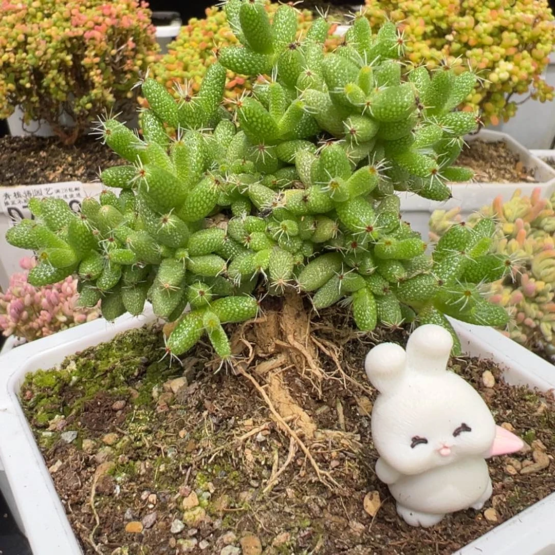 D7879爆米花一物一拍