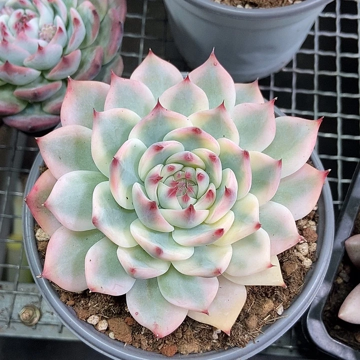 吉娃娃锦多肉植物