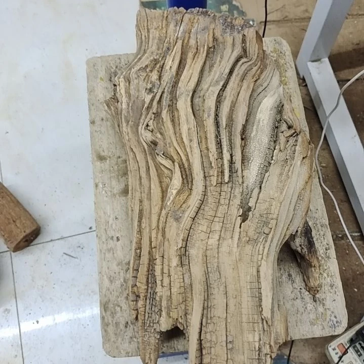 风车木（黑檀木）千**态