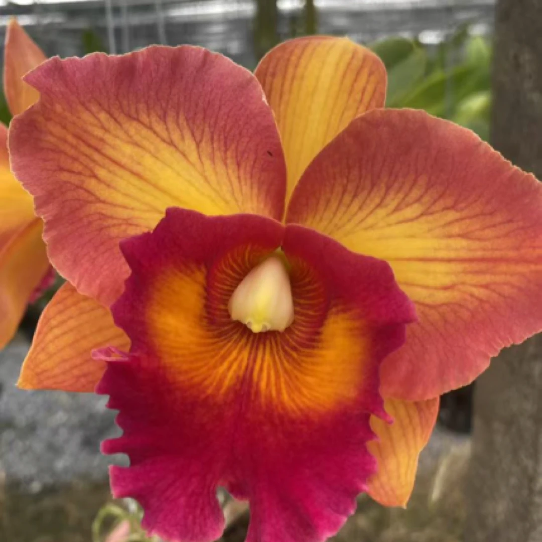 泰国喜悦卡特兰盆栽花卉绿植适宜室内外种植生长易修剪