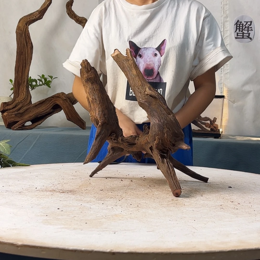 沉木造景寄居蟹景