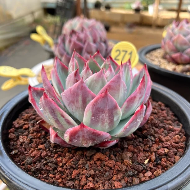 271惊鸿仙子 多肉 夏鸣园艺