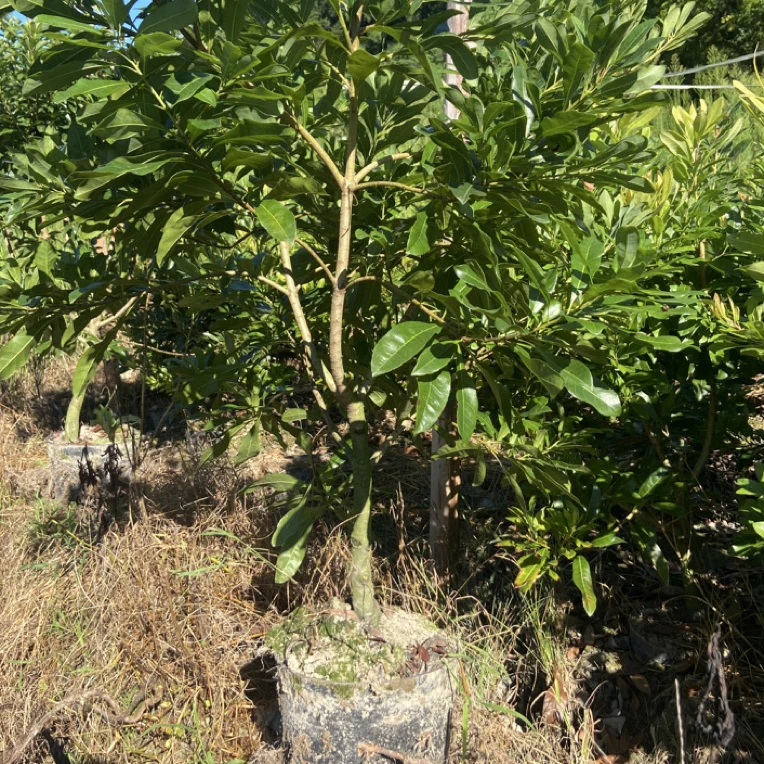 适合盆栽地栽的花园植物直播间绿植东魁黑炭