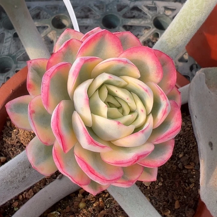 玥橙锦一物一拍锦龙