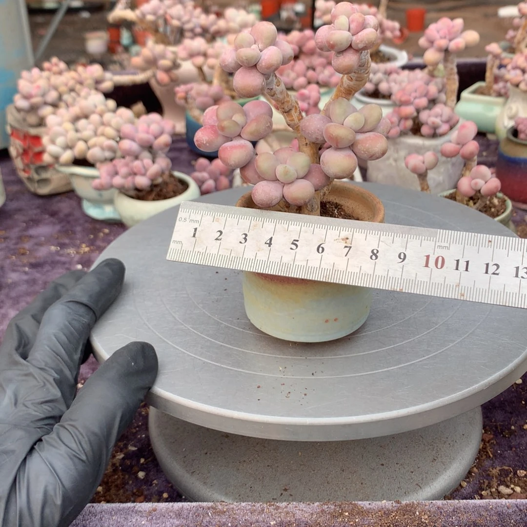 9号带盆偏远地区不包邮的