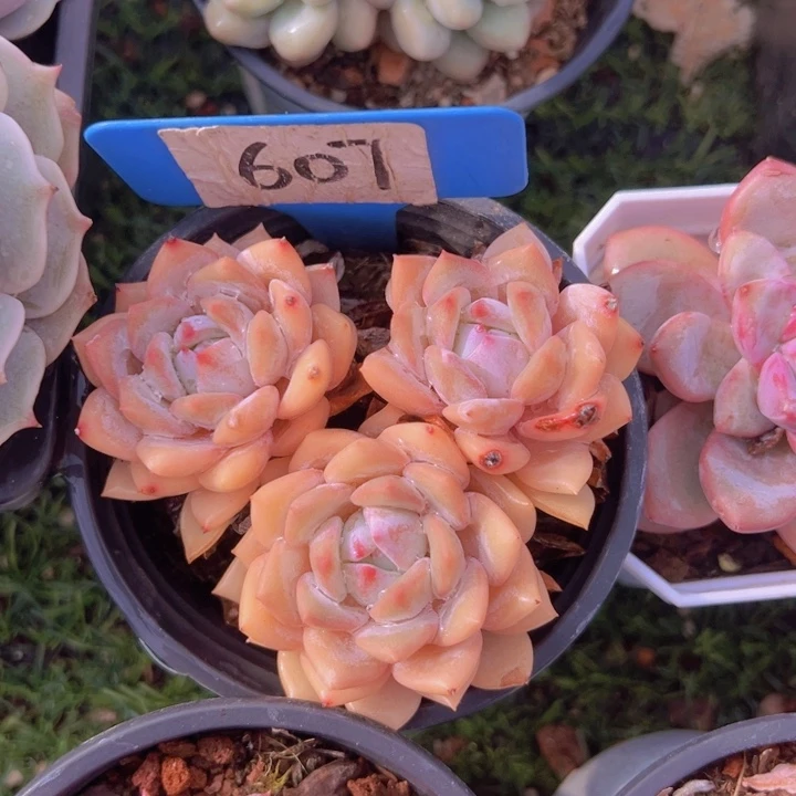 健健康康平平安安