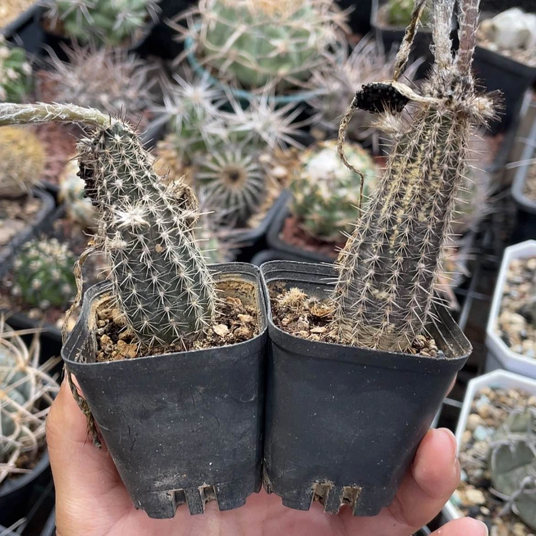 【闪购商品】奇想丸有根微瑕带种夹