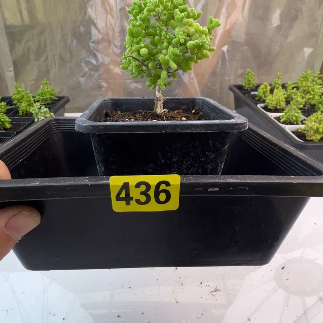 何***）枝干番杏多肉植物436