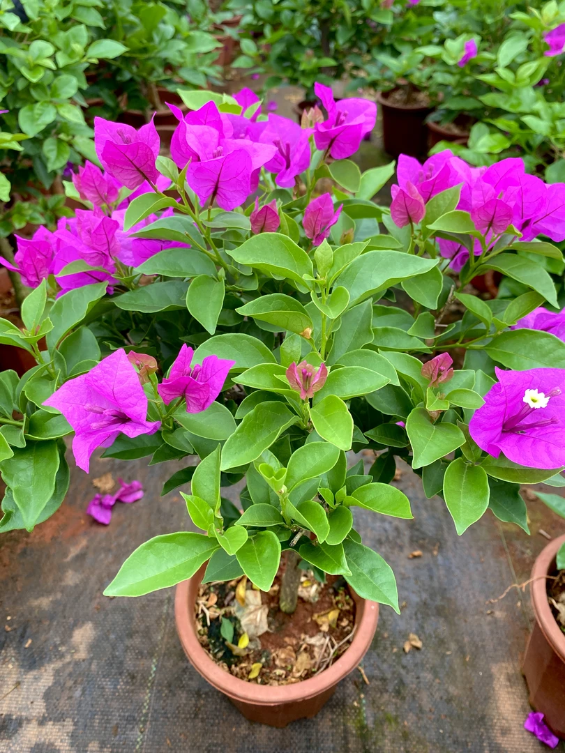 云南紫安格斯三角梅6#