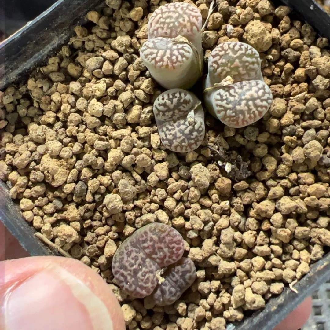 11-32肉锥多肉植物