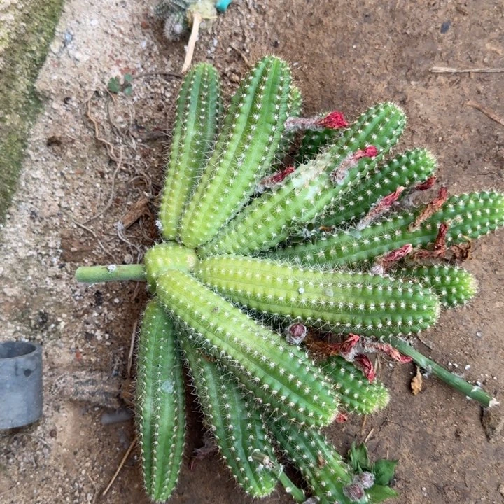 白檀仙人掌370群生729