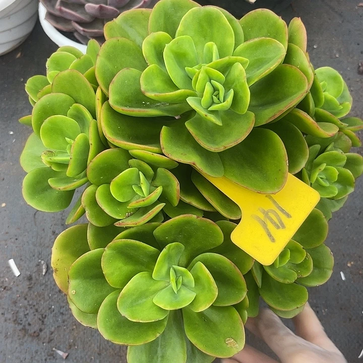 两单包邮，一物一拍141红梅