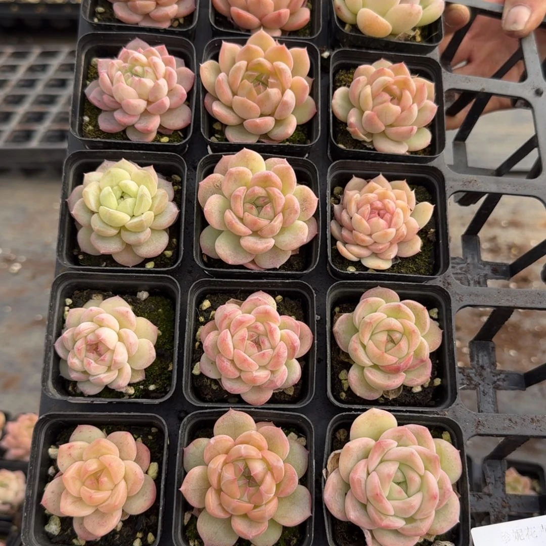 多肉杂交一物一拍18-24