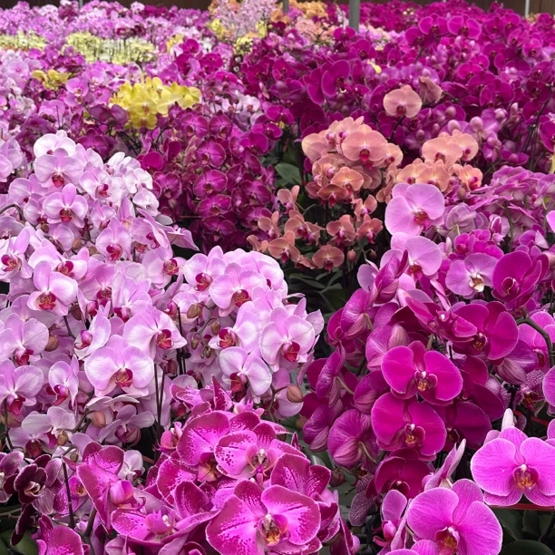 【多种花】 随机发不指定品种  蝴蝶兰懒人花 室内花卉 花期长