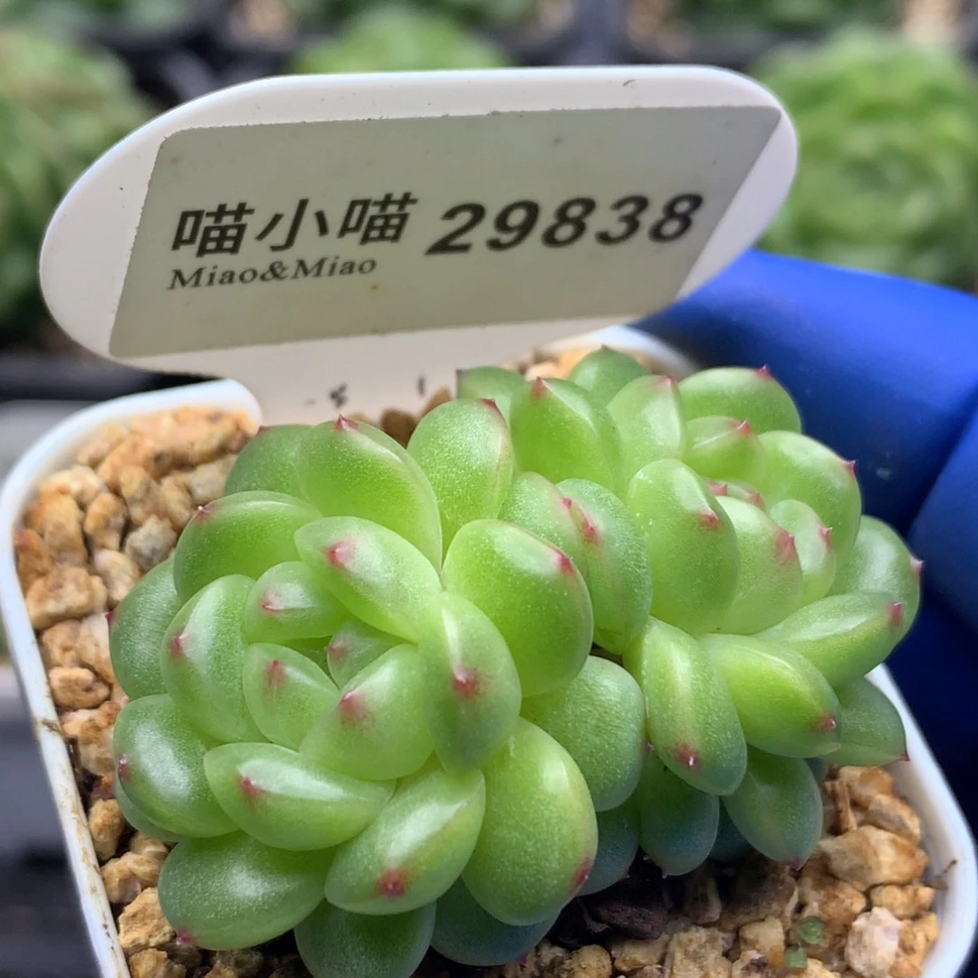 多肉植物杂交珍妮