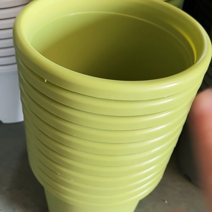 四季5号果绿无托10个特价