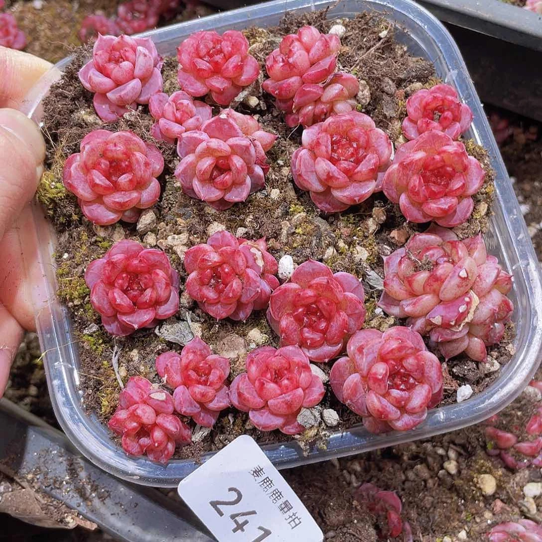 241 紫石榴量拍满18 包邮